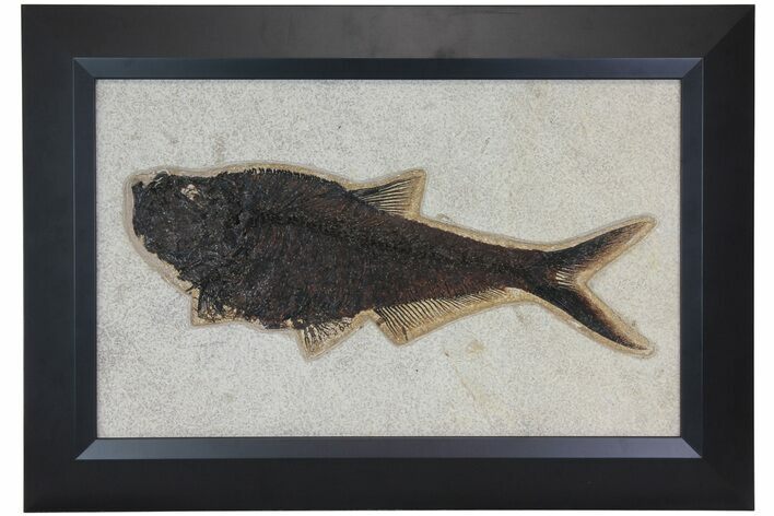 Framed Fossil Fish (Diplomystus) - Wyoming #113274